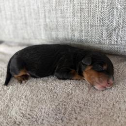 Boy 2 - Tri-color male Bernedoodle puppy in Spring Hill, Florida from Ohana Doodles