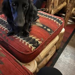 Shasta - Dachshund