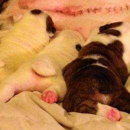 English Bulldog Puppies from Spice O’ Life Bulldogs