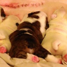 English Bulldog Puppies from Spice O’ Life Bulldogs
