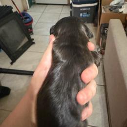 Male 2 - Black male Dachshund puppy in Houma, Louisiana from Portier’s Mini Dachshunds