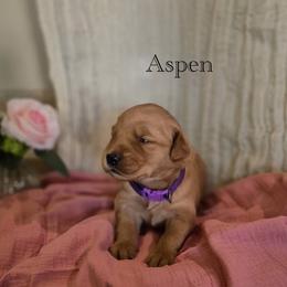 Aspen - Dark golden female Golden Retriever puppy in Fruitland, Idaho from Bethel Retrievers