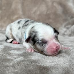 Miles (Morales) - Blue - Blue merle male Australian Shepherd puppy in Richmond, Virginia from Madeline Lee