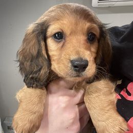 Dachshunds from Lone Star Longhair Dachshunds