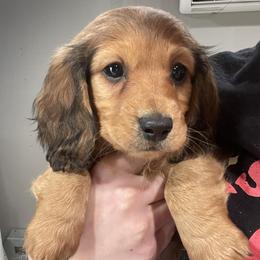 Dachshunds from Lone Star Longhair Dachshunds