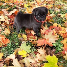Golden Retriever and Pug Puppies from Ebert Pugs