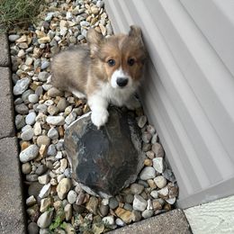 Pembroke Welsh Corgi Puppies from Mk’s Corgis