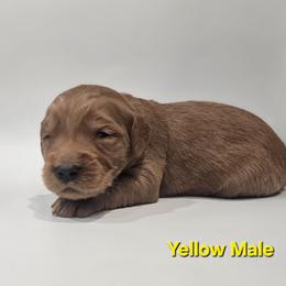 Rhodo - Red  male Goldendoodle puppy in Mocksville, North Carolina from Hunting Creek Farm & Kennel