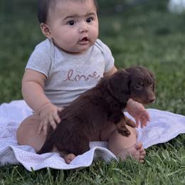 Dachshund Puppies from Golden paws dachshunds