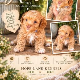 Ash - Cream male Goldendoodle puppy in Millville, California from Hope Lane Kennels