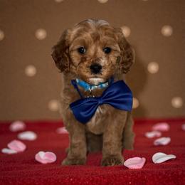 Grady - Apricot male Cavapoo puppy in Gainesville, Florida from Alyssa Xxweetdoodles