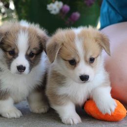 Basset Hound and Pembroke Welsh Corgi Puppies from Northstar Corgis and Basset Hounds