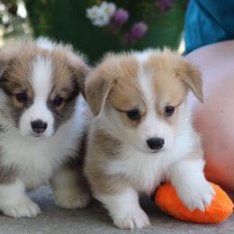 Basset Hound and Pembroke Welsh Corgi Puppies from Northstar Corgis and Basset Hounds