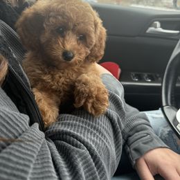 Aussiedoodle, Cavapoo, and Poodle Puppies from Perkins Pups