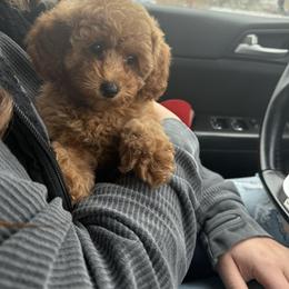 Aussiedoodle, Cavapoo, and Poodle Puppies from Perkins Pups