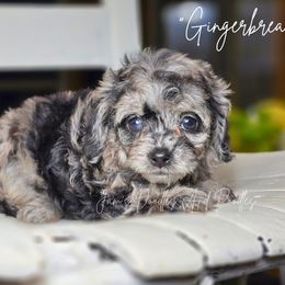 Gingerbread - Merle female Cockapoo puppy in Cleveland, Georgia from Jam's Doodles And Poodles