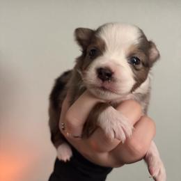 Lapis - Blue merle male Miniature Australian Shepherd puppy in Weatherford, Texas from F & T Aussies