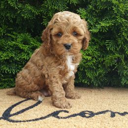 Cockapoo puppies from Home Raised Cockapoos