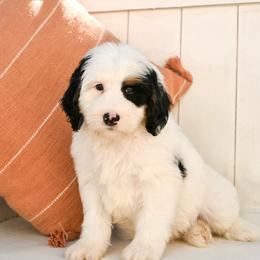 Lincoln - Tri-color male Bernedoodle puppy in Tucson, Arizona from Sun Valley Goldendoodles