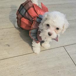 Lucy - White female Maltipoo puppy in Palm Coast, Florida from Doggies4you