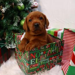Cranberry - Yellow female Labrador Retriever puppy in Mount Airy, North Carolina from RiverSide Retrievers