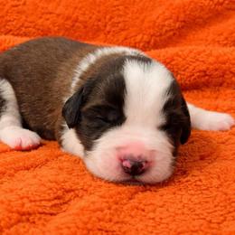 Orange collar male - Red and white male Saint Bernard puppy in Albany, Georgia from Magnolia Saint Bernards