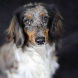 Flynn - Dachshund