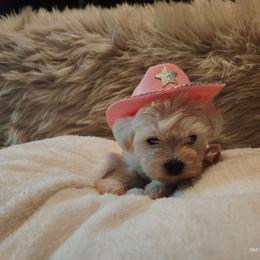 Cowgirl - Wheaten female Miniature Schnauzer puppy in Mineola, Texas from Nikkis Minis