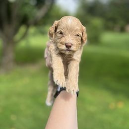 Goldie - Buff and white female Cockapoo puppy in Albany, Kentucky from Windy Pines Farm