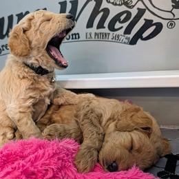 Double Doodle and Goldendoodle Puppies from Big Red Paw Doodles