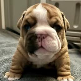Bulldog Puppies from Bullgodz English Bulldogs