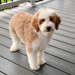 Arrow - male Australian Mountain Doodle puppy in Seymour, Missouri from D and D’s Dandy Doodles