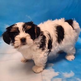 Archie - Black tan and white male Biewer Terrier puppy in Stockbridge, Georgia from Jenn’s Georgia Morkies and Biewer Terriers