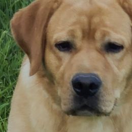 Labrador Retrievers from Ultra Quest Show Dogs