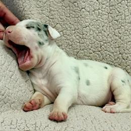Casper - Merlequin male Great Dane puppy in Westville, Florida from Boulder View Danes