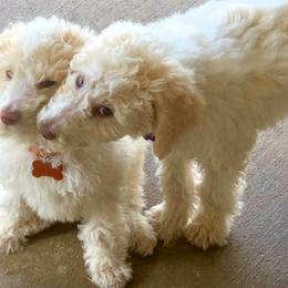 Vicountess Kinsley Caramela Pupperton - Parti female Poodle puppy in Midlothian, Texas from Pristine Puppies & Signature Studs
