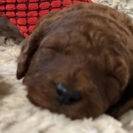 Goldendoodles and Wirehaired Pointing Griffons from Ole Poor Farm