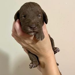 Bedlington Terrier Puppies from Three Silo Bedlington Terriers