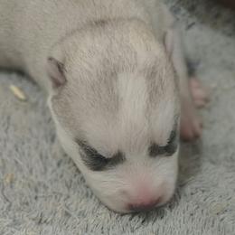 4 Merla Haggard (Reserved till 8 weeks old show evaluation) - Gray and white male Siberian Husky puppy in Heppner, Oregon from Yuki Ookami Show Kennel