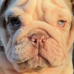 Ms Sky - Lilac tri-color female Bulldog puppy in Rockledge, Florida from BV Bulldogs