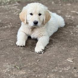 Stokes - Dark golden Golden Retriever puppy in Ringgold, Georgia from Southern Belle's Puppies