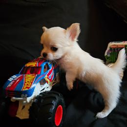 Puppy 2 - Cream and white male Chihuahua puppy in Springfield, Missouri from Casadelopez Tails