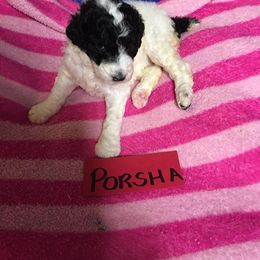 Poodle Puppies from Spivey’s Splendid Standard Poodles