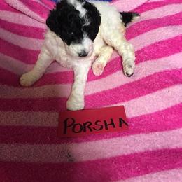 Poodle Puppies from Spivey’s Splendid Standard Poodles