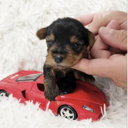 Shih Tzu and Yorkshire Terrier Puppies from Tiny Puppies World