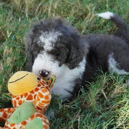 Yankee BMM most white - Blue merle male Aussiedoodle puppy in Lawton, Oklahoma from Lindsey’s Aussies