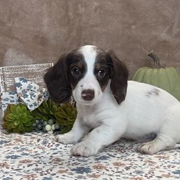 Willie - Piebald male Dachshund puppy in Purvis, Mississippi from Sweet T’s Southern Doxies