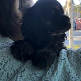 Cocker Spaniel Puppies from Anastasia Knight's Cocker Spaniels