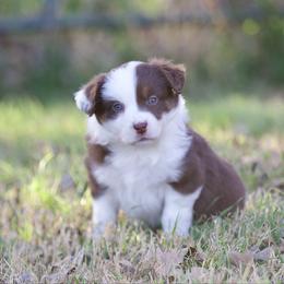 Nutmeg - Red tri-color female Miniature American Shepherd puppy in Stephenville, Texas from Diamond H Aussies