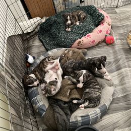 Dalmatian and Whippet Puppies from Hapi-Dal Dalmatians and Primetime Whippets